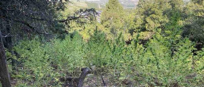 Πειραιάς: Εντοπίστηκε πλήρως εξοπλισμένο εργαστήριο κάνναβης – Δύο συλλήψεις