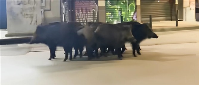 Θεσσαλονίκη: Οικογένεια αγριογούρουνων έκανε βόλτα…στο κέντρο της πόλης (βίντεο)