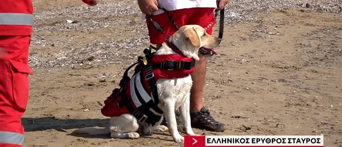 Ήρα: Η χαριτωμένη σκυλίτσα ναυαγοσώστρια (βίντεο)