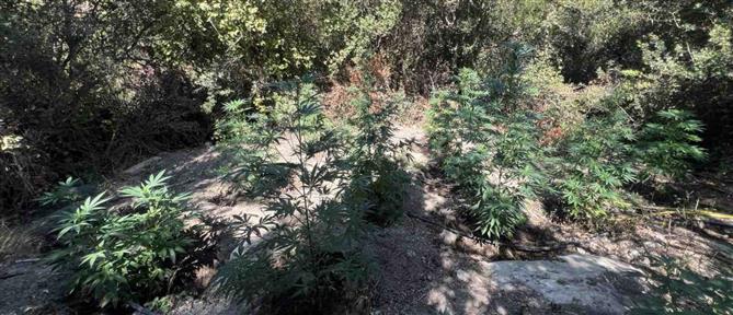 Κρήτη: Συλλήψεις για καλλιέργεια κάνναβης - Εντοπίστηκαν πάνω από 30 δενδρύλλια (εικόνες)