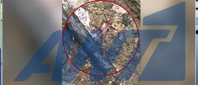 Νέα έρευνα στη "Βιολάντα": Σκύλοι - ανιχνευτές στο εργοστάσιο