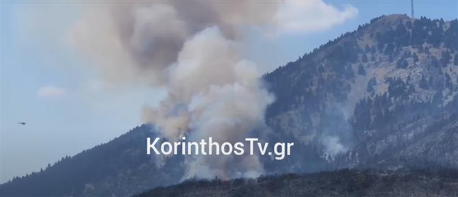 Φωτιά στο Φενεό Κορινθίας: Μεγάλη αναζωπύρωση πάνω από τη Λαύκα (βίντεο)