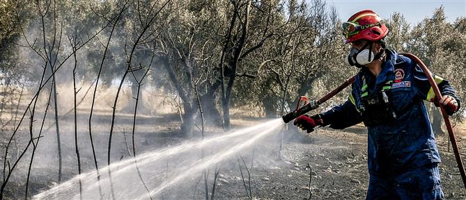 Οριοθετημένη η πυρκαγιά στην Πελεή Αργολίδας