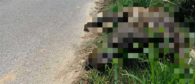 Φλώρινα: Θανατηφόρο τροχαίο με αρκούδα - Την παρέσυρε διερχόμενο όχημα και την εγκατέλειψε