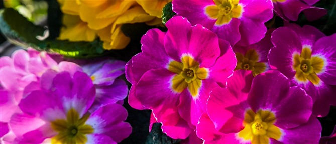 Εορτολόγιο: Ποιοι γιορτάζουν σήμερα 17 Απριλίου